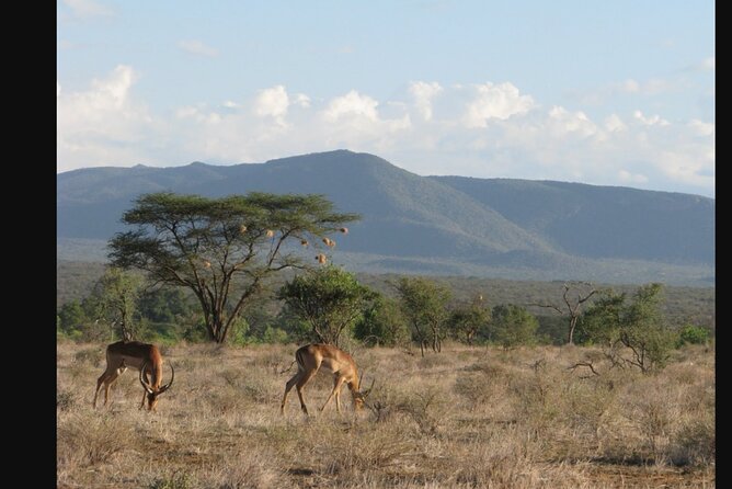 Layover and Stopover in Nairobi Private Tour - Meeting and Pickup