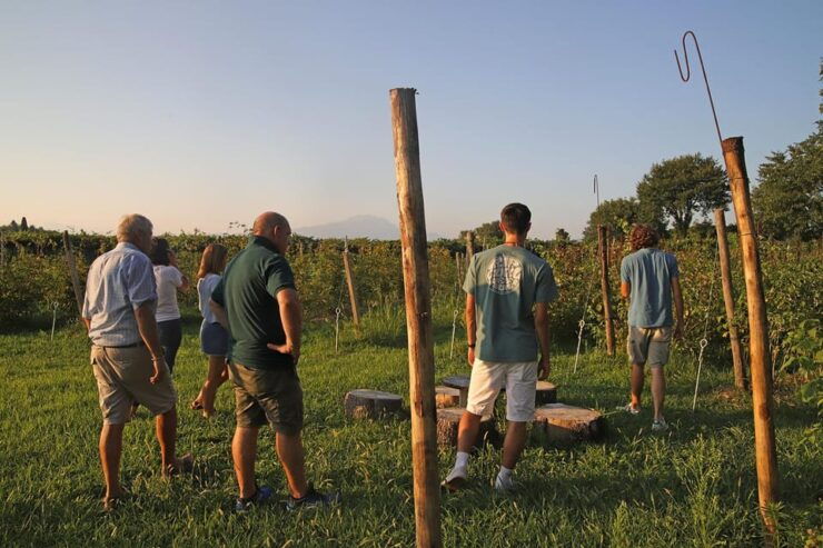 Lazise: Beekeeping Farm Family Experience, the World of Bees - Beekeeping Farm Overview