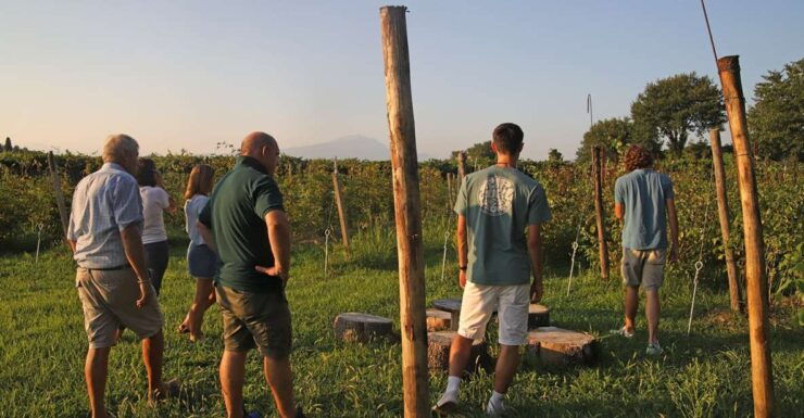 Lazise: Beekeeping Farm Tour and Tasting Experience - Experience Highlights