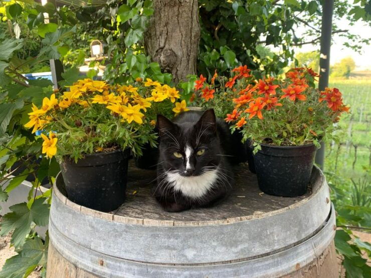 Lazise: Biodynamic Farm Tour and Natural Wine Tasting - Activity Details