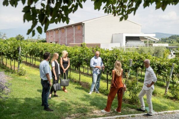 Lazise: Vineyard Tour and Organic Wine Tasting - The Sum Up