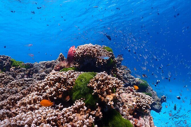 Lazy Similan Islands Marine Journey by Speedboat from Phuket - Continued Exploration: Koh Ha and Koh Hok