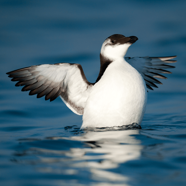 Le Grau-du-Roi: Seabird Watching Naturalist Cruise - Pricing and Booking Details