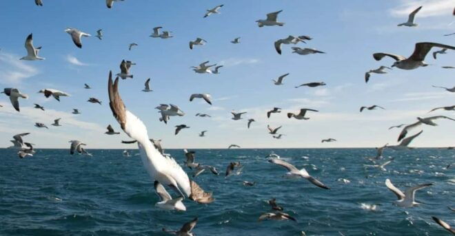 Le Grau-du-Roi: Seabird Watching Naturalist Cruise - Experience Highlights