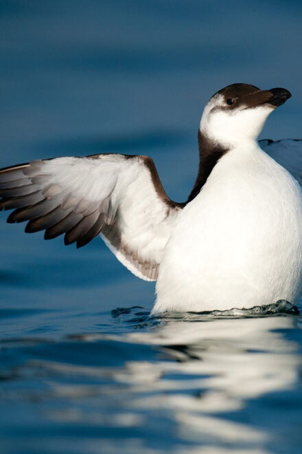 Le Grau-du-Roi: Seabird Watching Naturalist Cruise - Wildlife Encounters