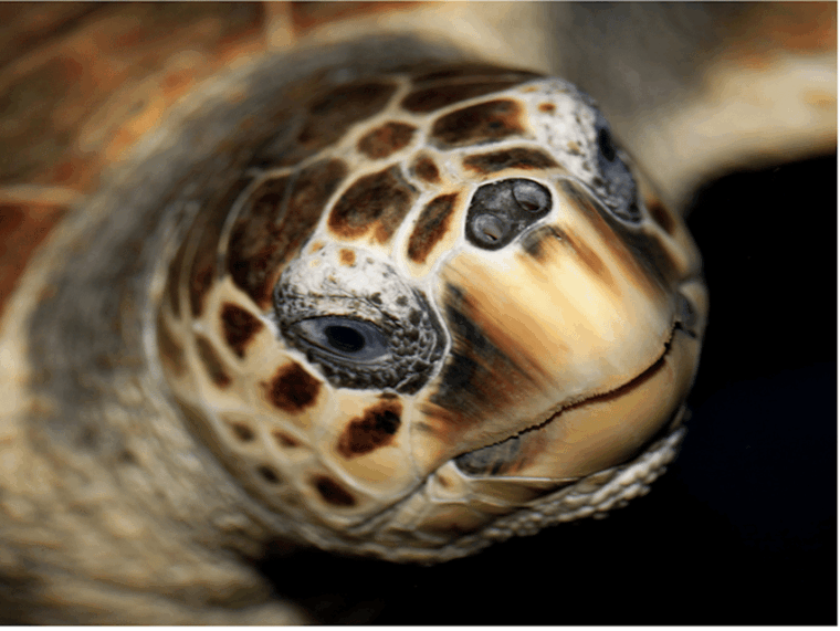 Le Grau-du-Roi: Seaquarium Skip-the-Line Entrance Ticket - Educational Mission