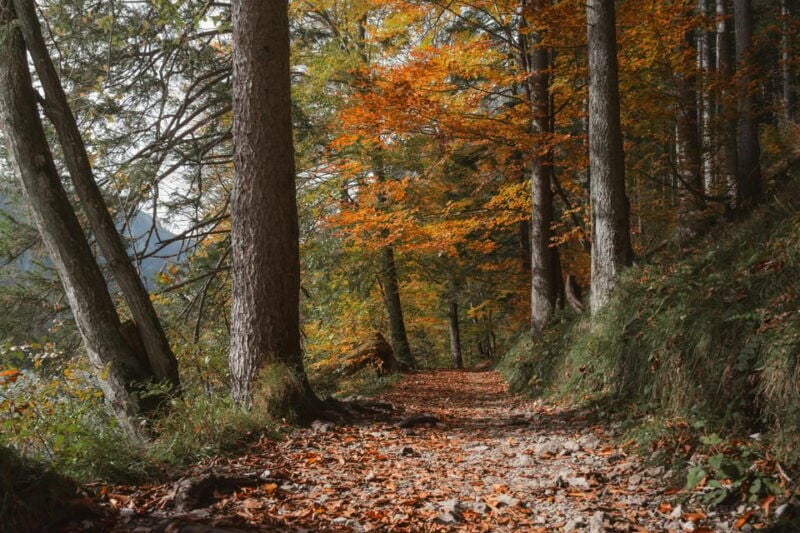 Le Marche, Cagli, Truffle Hunting experience - Good To Know
