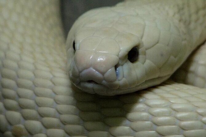 Le Mat Snake Village Tour with 10 Dishes in Hanoi - An Honest Look at the Le Mat Snake Village Tour with 10 Dishes in Hanoi