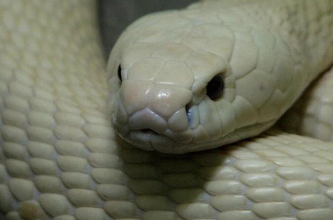 Le Mat Snake Village Tour with 10 Dishes in Hanoi - In Summary