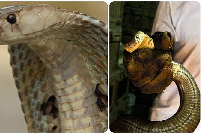 Le Mat Snake Village Tour with 10 Dishes in Hanoi - Final Thoughts