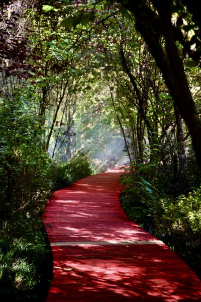 Moulin Jaune photo dr Natalia Okulkova IMG_7335