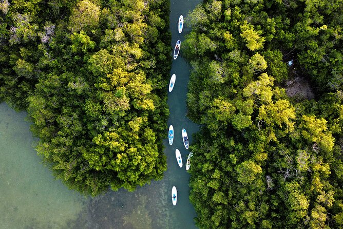 Learn Paddle Board and Get to Know the Mangroves of Progreso - Exploring the Mangroves: A Unique Experience