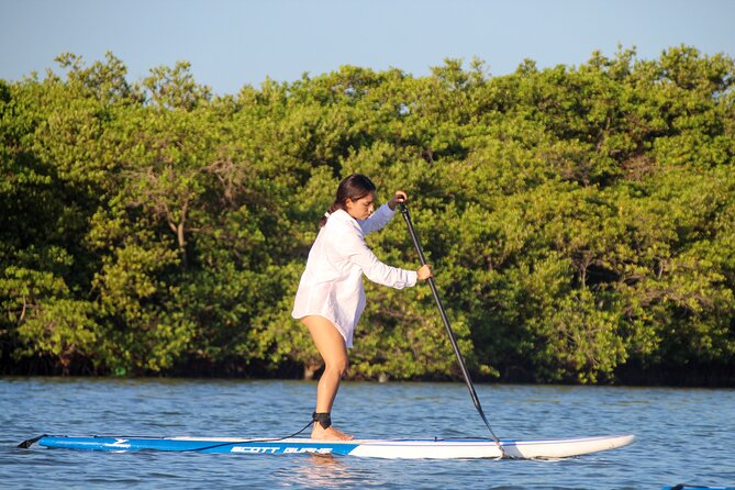 Learn Paddle Board and Get to Know the Mangroves of Progreso - Wildlife Encounters in the Mangroves