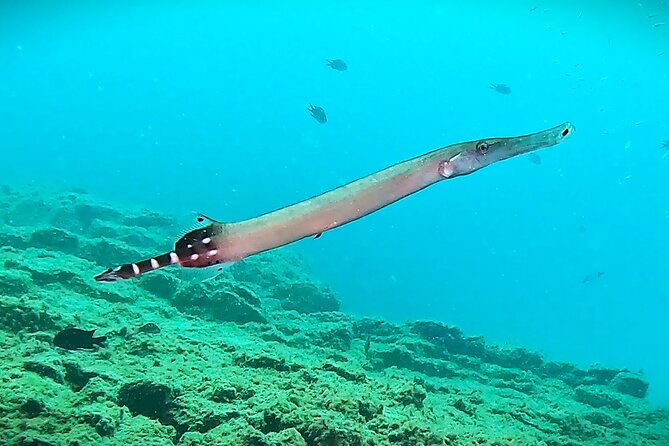 Learn Scuba Diving in Tenerife With Photos Included - Price and Reviews