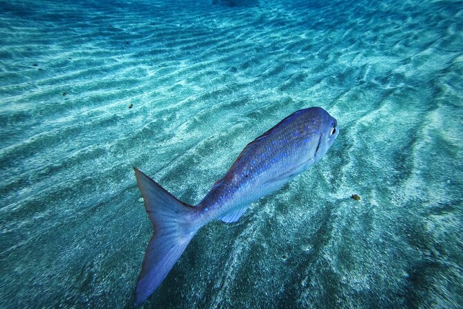 Learn Scuba Diving in Tenerife With Photos Included - Frequently Asked Questions
