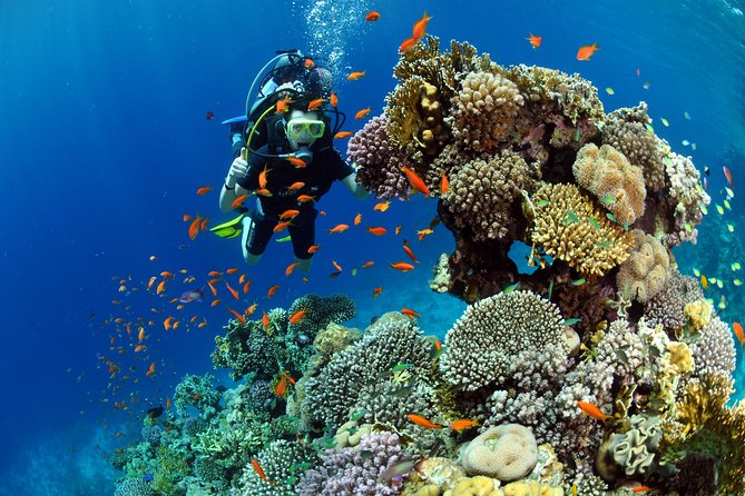 Learn to Dive PADI Open Water Diver Course - Dive Skills Practice