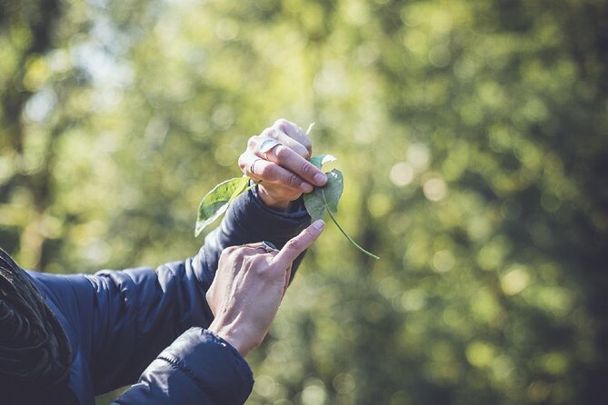 Learn to Forage in Llangollen - Location Details