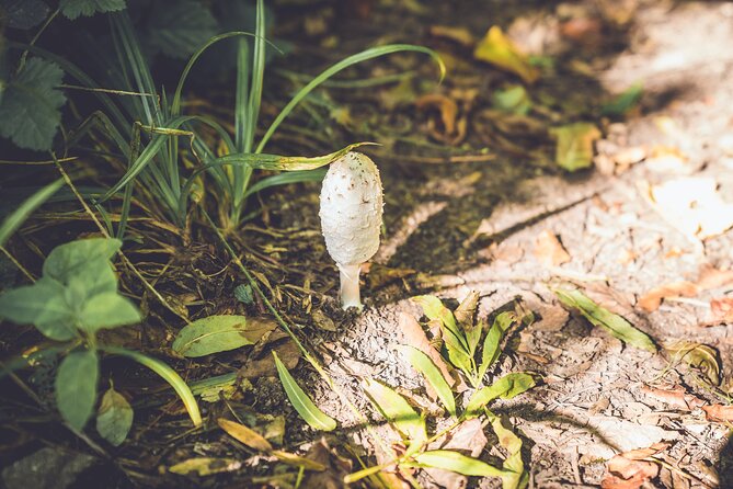 Learn to Forage in Llangollen - Meeting Point Information