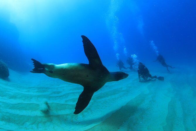 Learn to Scuba Dive in Cabo San Lucas with PADI - Who This Tour Is Best For