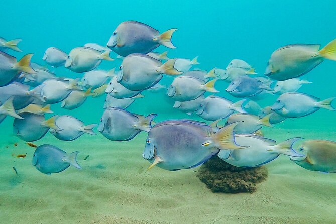 Learn to Snorkel for Families W Children in San Juan, Puerto Rico - Participants Comfort Items