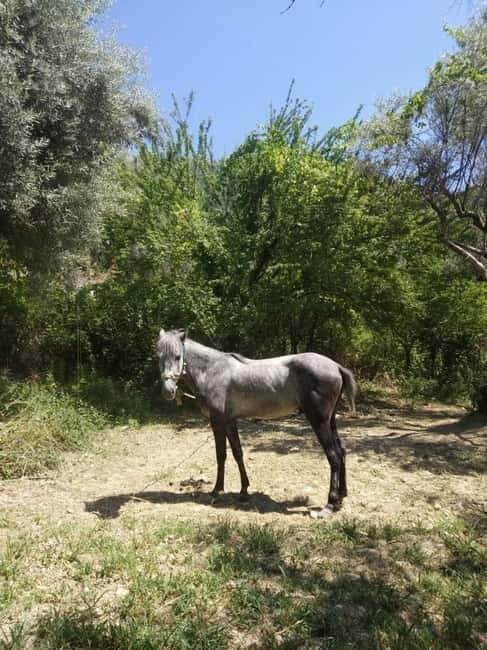 Lefkada: Path of Springs Hike with Olive Oil Tasting - Practical Details and Tips