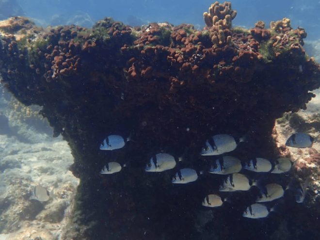 Lefkada to Lefkada 7 Day Scuba Diving Sailing Tour - Frequently Asked Questions