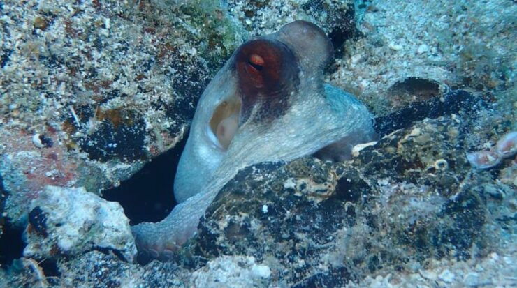 Lefkada to Lefkada 7 Day Scuba Diving Sailing Tour - Booking Details