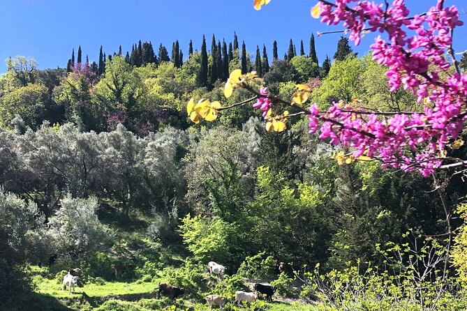 Lefkada Tour on Electric Bike - Booking Information