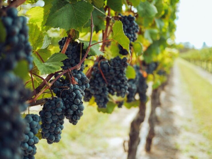 Lefkimmi: Vineyard Walking Tour & Wine Tasting - Activity Description