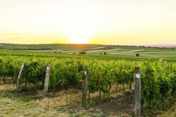 Lefkimmi: Vineyard Walking Tour & Wine Tasting - Frequently Asked Questions