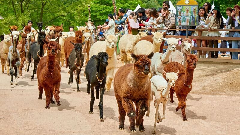 LEGOLAND, Gangchon Rail Bike & Alpaca World Day Tour from Seoul - Lunch near Chuncheon, on your own