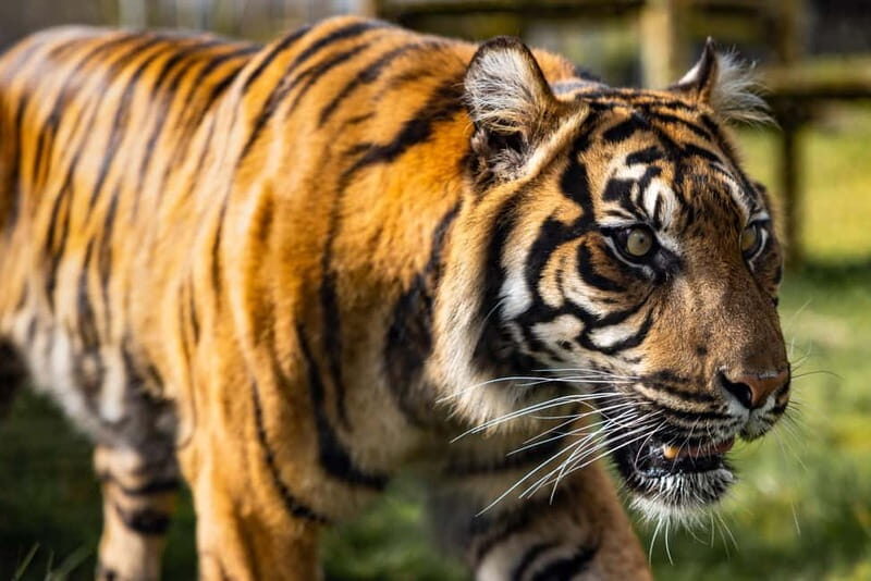 Leicestershire: Twycross Zoo Entry Ticket - Overview of Twycross Zoo in Leicestershire