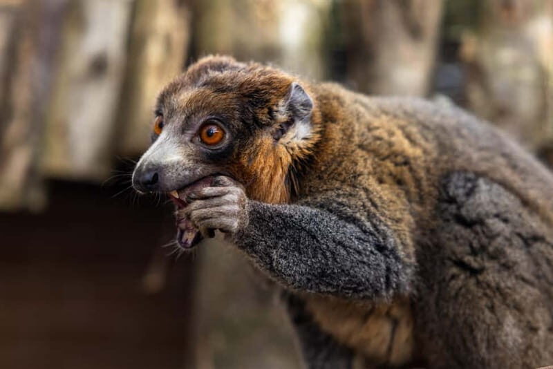 Leicestershire: Twycross Zoo Entry Ticket - Is Twycross Zoo Worth It?