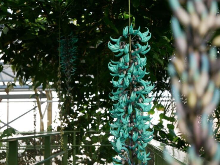 Leiden: Hortus Botanicus Entry Ticket - Ticket Details