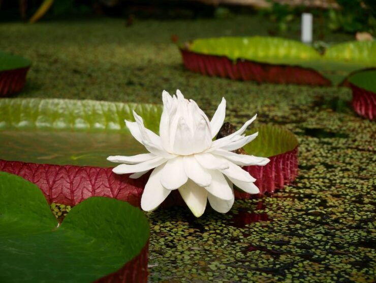 Leiden: Hortus Botanicus Entry Ticket - Experience Highlights