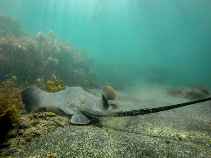 Leigh: Goat Island Guided Snorkeling Tour for Beginners - Ticket Details and Booking Information
