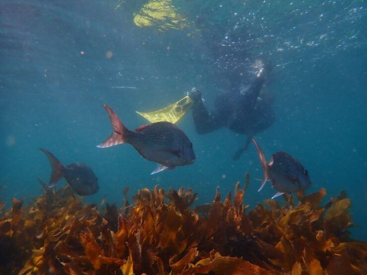Leigh: Goat Island Guided Snorkeling Tour for Beginners - Snorkeling Experience