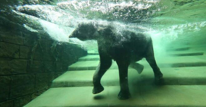 Leipzig: Zoo Admission Ticket - Unique Animal Exhibits