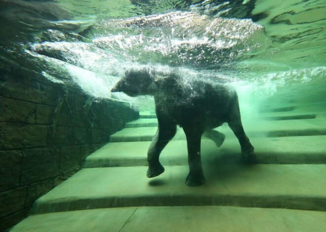 Leipzig: Zoo Admission Ticket - Ticket Categories Overview