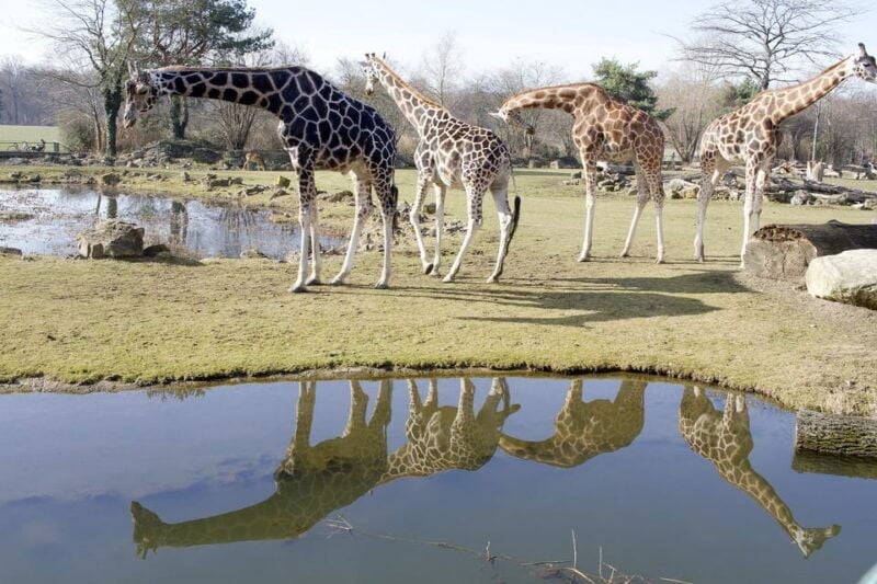 Leipzig Zoo: Entry Ticket - Who Will Love This Experience?