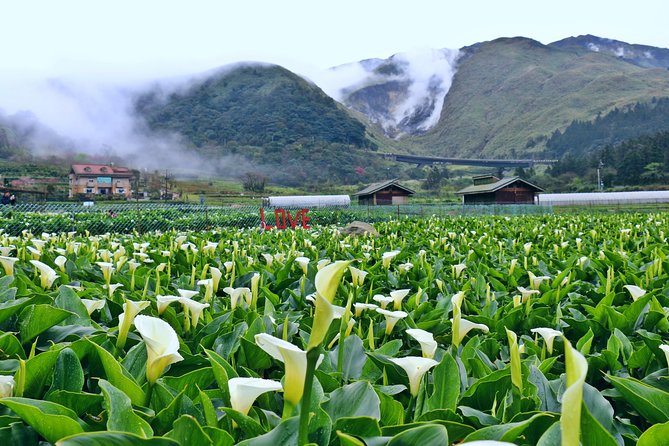 Leisure Tour to Yangminshan and Relaxing Massage After - Tour Highlights