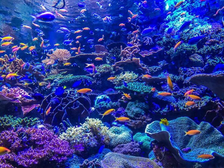 Lembongan : Fully Enjoy! Snorkeling, Sightseeing /1day Tour - Key Points