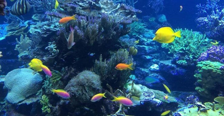 Lembongan : Fully Enjoy! Snorkeling, Sightseeing /1day Tour - Itinerary and Activities