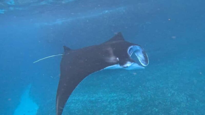 Lembongan: Manta Bay, Turtle Bay, & Gamat Bay Snorkeling - Who is This Tour Best For?