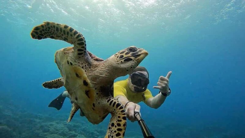 Lembongan: Manta Bay, Turtle Bay, & Gamat Bay Snorkeling - What to Expect: Practical Details