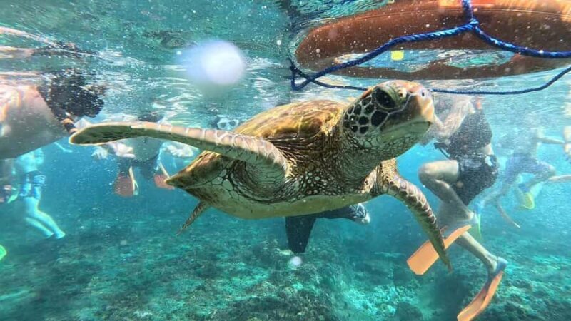 Lembongan: Manta Bay, Turtle Bay, & Gamat Bay Snorkeling - Final Words