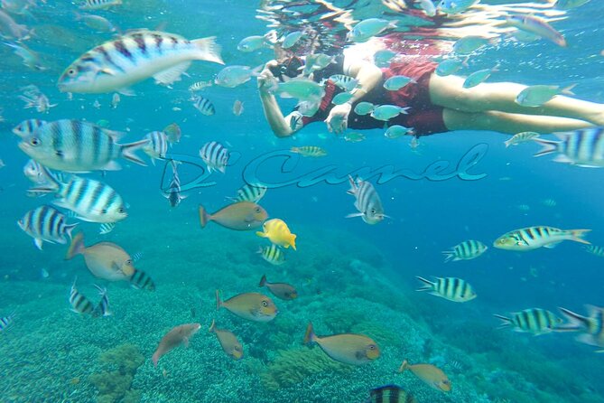 Lembongan Snorkeling and Day Tour - Additional Information