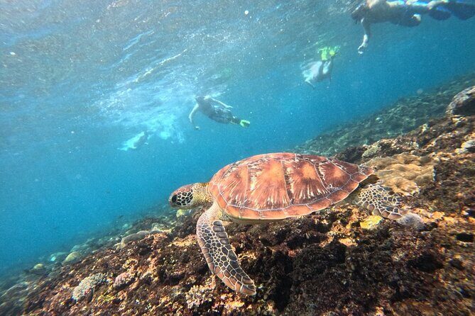 Lembongan Snorkeling Day Trip - FAQs