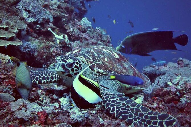 Lembongan Snorkeling Swim With Manta Rays and Island Tour - What Sets This Tour Apart