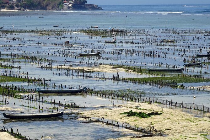 Lembongan Snorkeling Swim With Manta Rays and Island Tour - The Sum Up: Is This Tour Right for You?